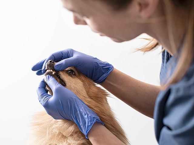 vet checking dog teeth