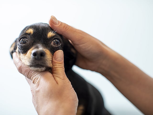 Een persoon die een hond vasthoudt.