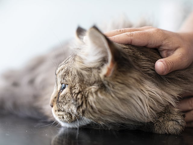 Een hand die een kat aait.