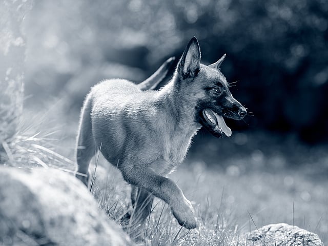 Een hond die in het gras loopt.