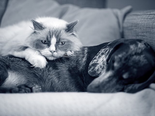 Een kat liggend op een hond.