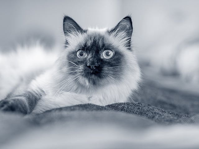 Een kat liggend op een deken.