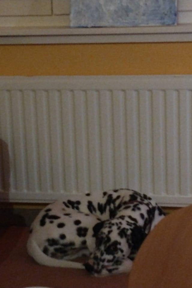 Een hond liggend op een bed.