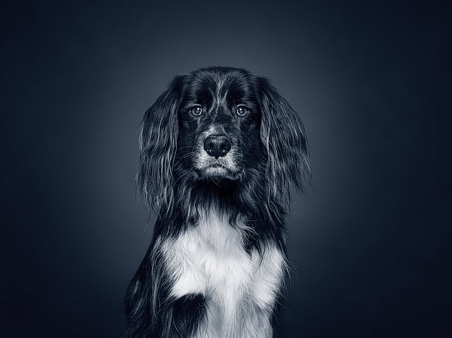Een zwart-witte hond.