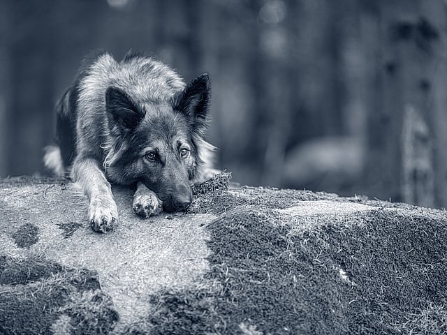 Een hond liggend op een rots.