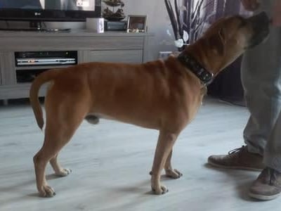 Een hond die zich in een kamer bevindt.