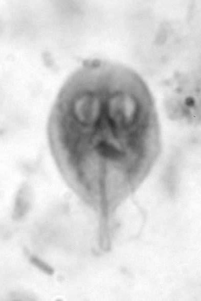 Een close-up van een microscopisch beeld van een cel.