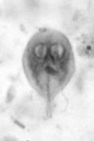 Een close-up van een microscopisch beeld van een cel.