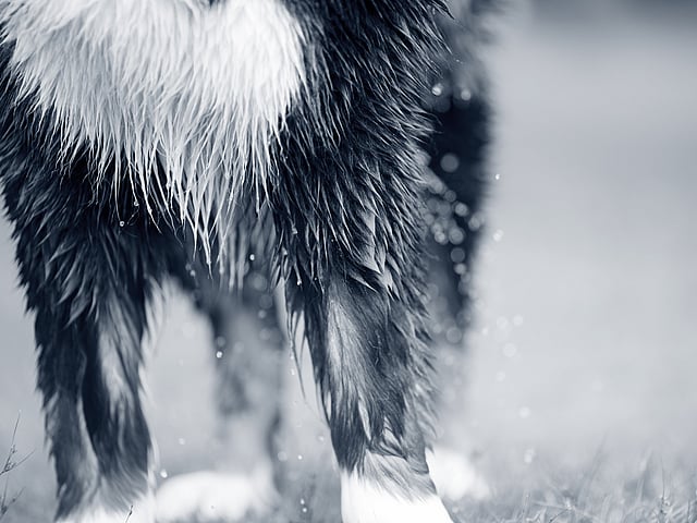 Natte vacht hond
