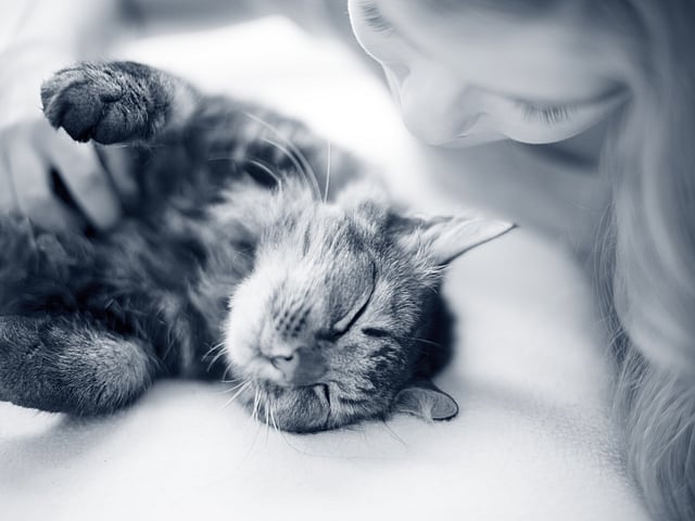 Een persoon die een kat aait.
