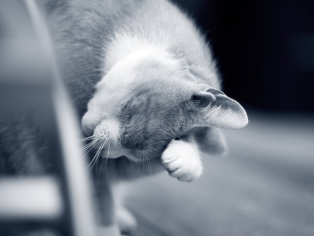 Een kat met zijn poot op zijn gezicht.