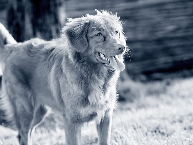Een hond die zich in het gras bevindt.