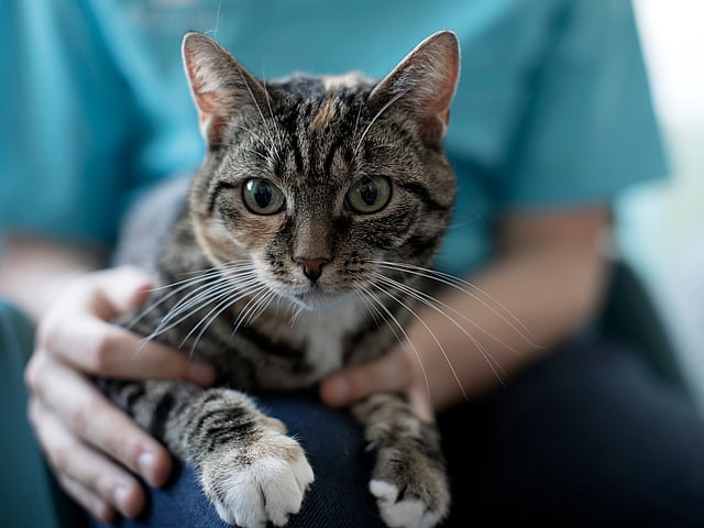 Een kat die op de schoot van een persoon zit.