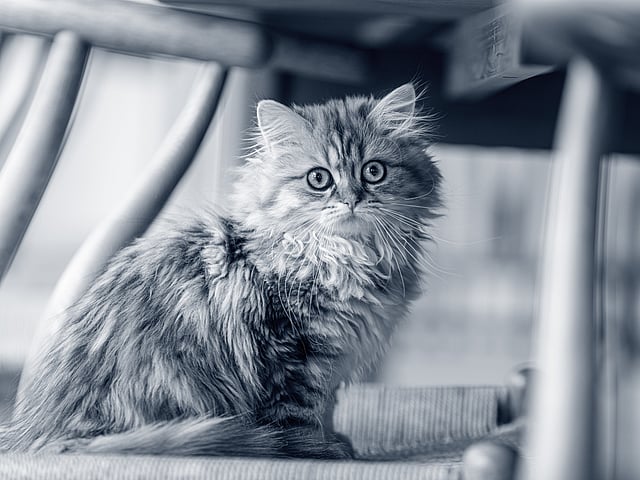 Een kat zittend op een stoel.
