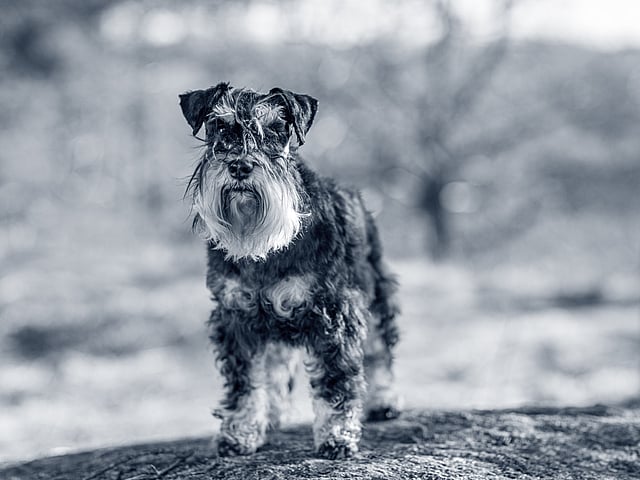 Een hond die zich op een rots bevindt.
