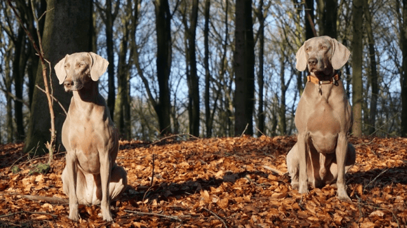 Deux chiens assis dans les bois.