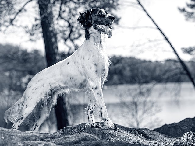 engelse-setter