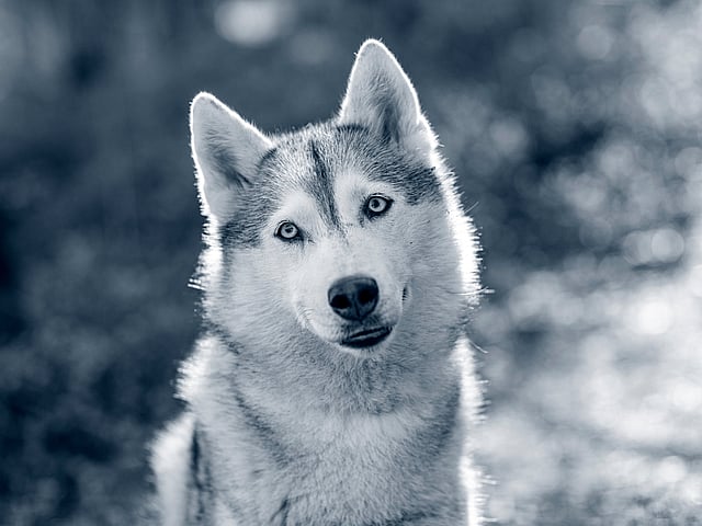 Een hond die de camera bekijkt.
