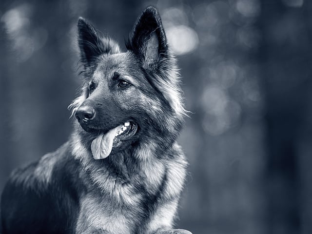 Een hond met zijn tong uit.
