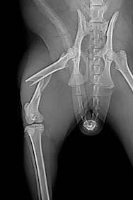 Radiographie du corps d’une personne.