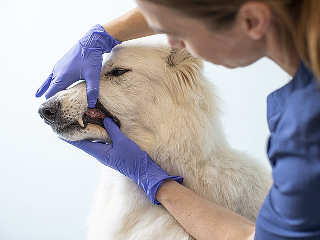 Een persoon in blauwe handschoenen die de mond van een hond aanraken.