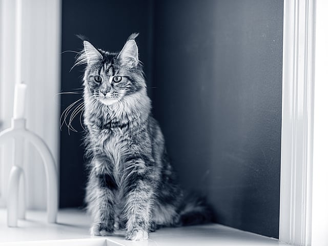 Een kat zittend op een vensterbank.