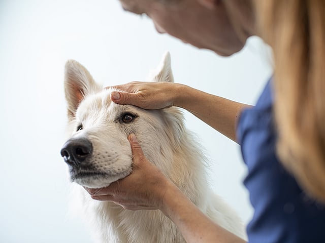 Een persoon die een hond aait.