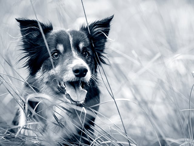 Een hond in lang gras.
