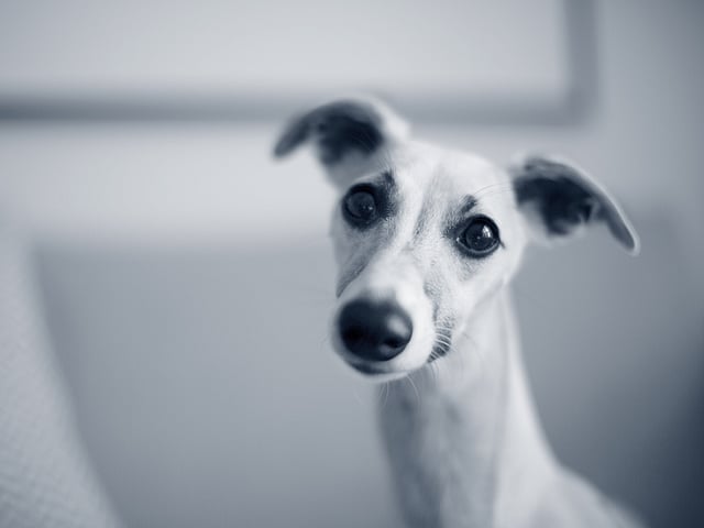 Een hond die de camera bekijkt.