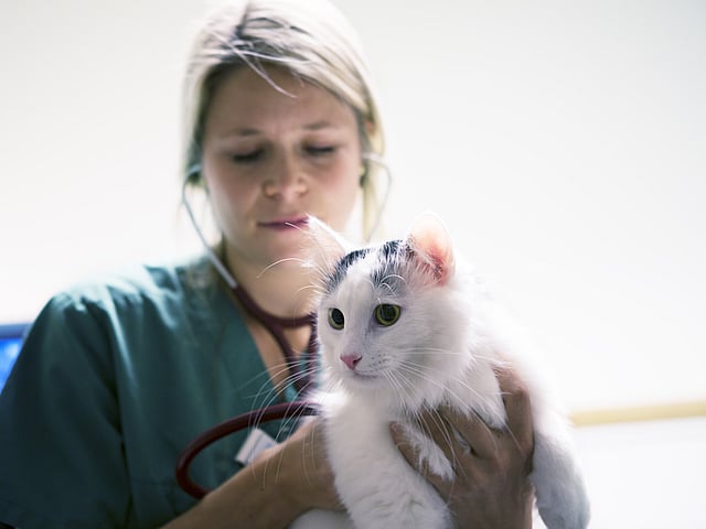 Een persoon die een kat vasthoudt.