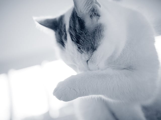 Kat wast pootje