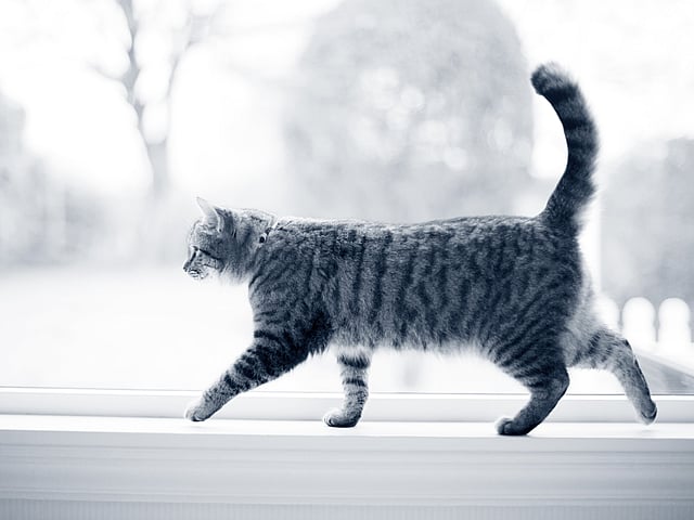 Een kat die op een vensterbank loopt.
