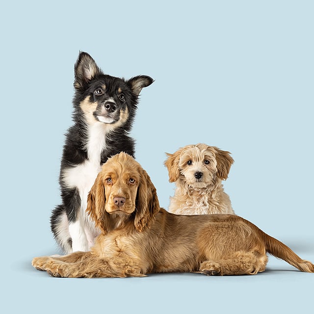Een groep honden liggend.
