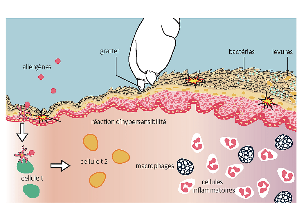 Schéma d’une membrane cellulaire.