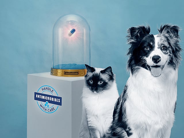 Een hond en kat zitten naast elkaar.