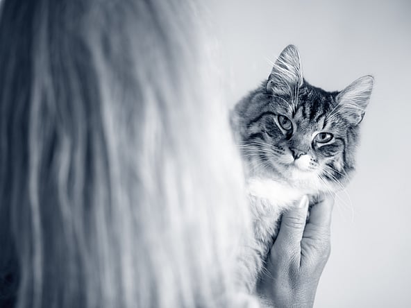 Baasje houdt kat vast