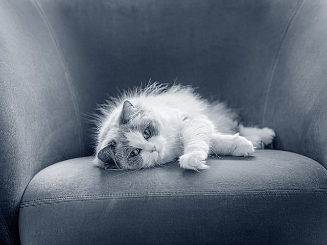 Een kat liggend op een bank.