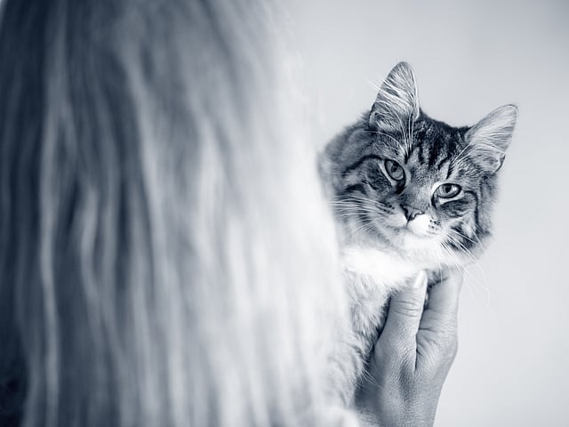 Baasje houdt kat vast