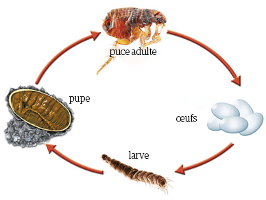 Un cycle de vie d’un insecte.