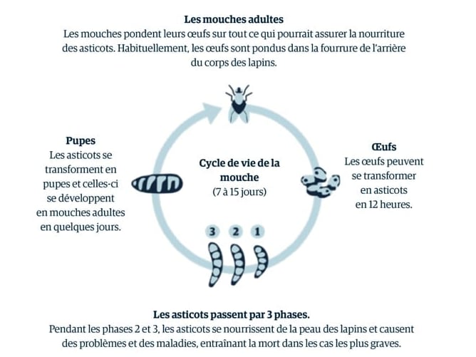 Un schéma du cycle de vie d’un bug.