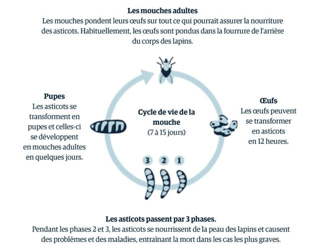 Un schéma du cycle de vie d’un bug.