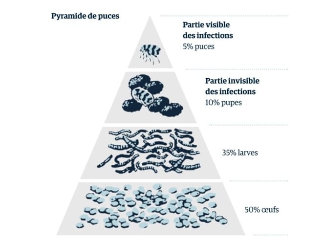 Une pyramide de bactéries et d’insectes.