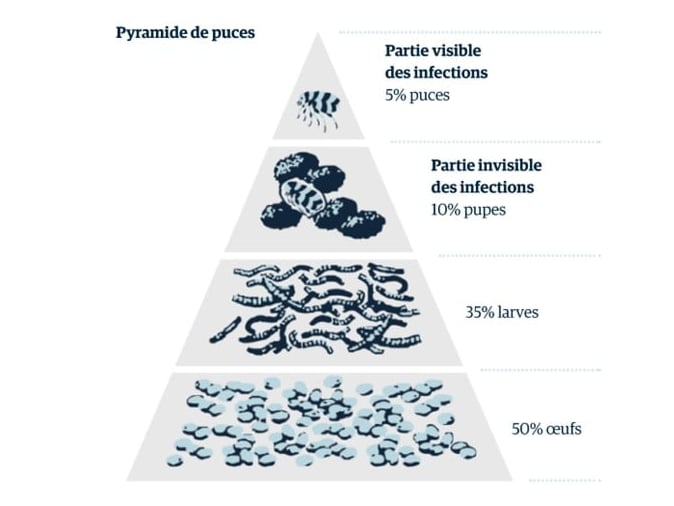 Une pyramide de bactéries et d’insectes.