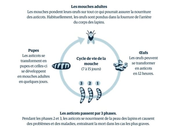 Un schéma d’un bug.