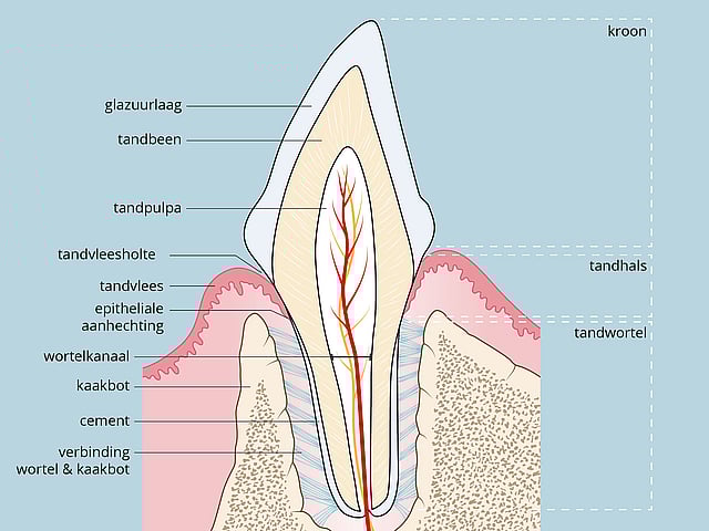 Een diagram van een tand.