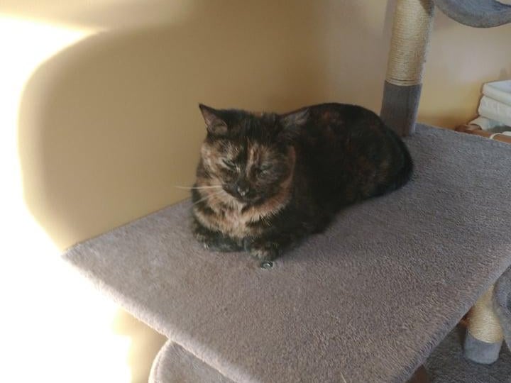 Een kat liggend op een krabpaal.
