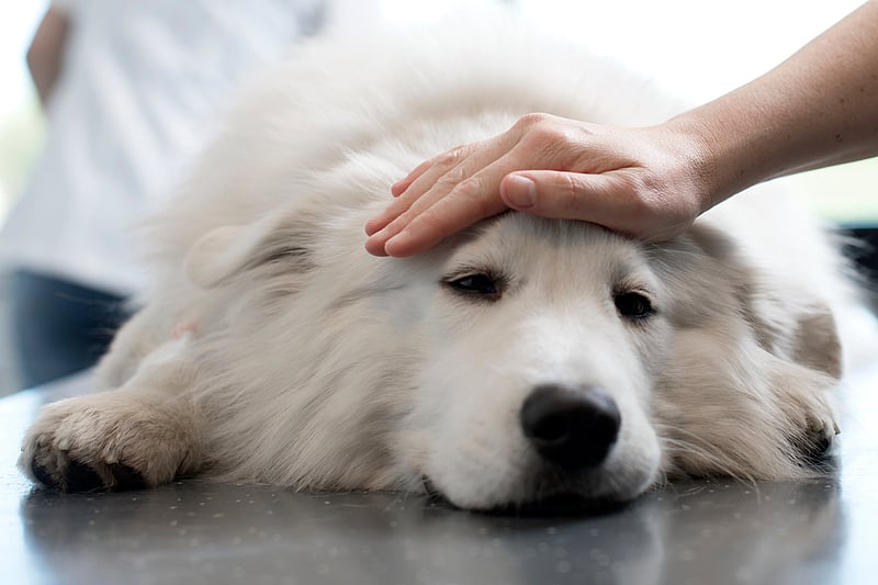 Une main touchant la tête d’un chien.