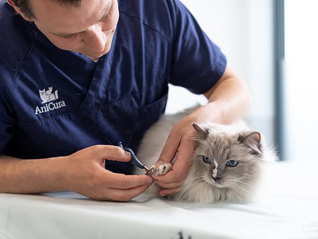 Een persoon die de nagels van een kat knipt.