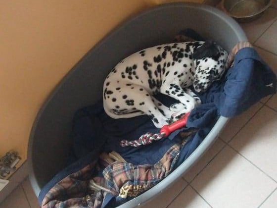 Un chien allongé dans un lit pour chien.