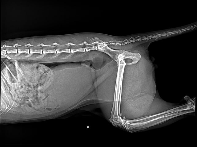Een röntgenfoto van een kat.